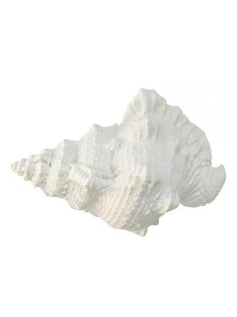 Polly White Anenome Seashell | 20CM x 11CM x 13CM