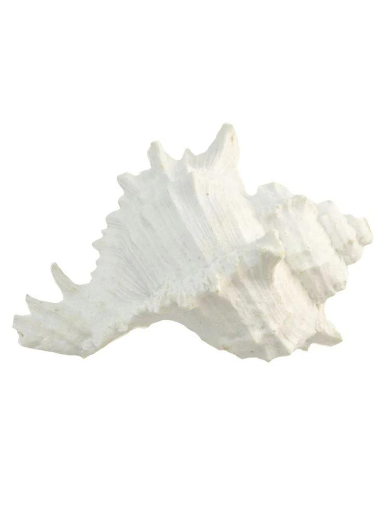 White Poly Sea Snail Shell | 10x6x7cm