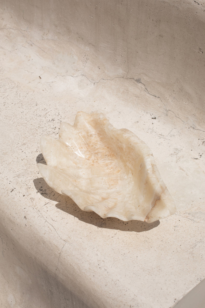 Onyx Clam Shell #1 | PRE-ORDER SEPTEMBER ARRIVAL