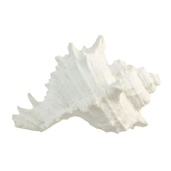 White Poly Sea Snail Shell | 10x6x7cm